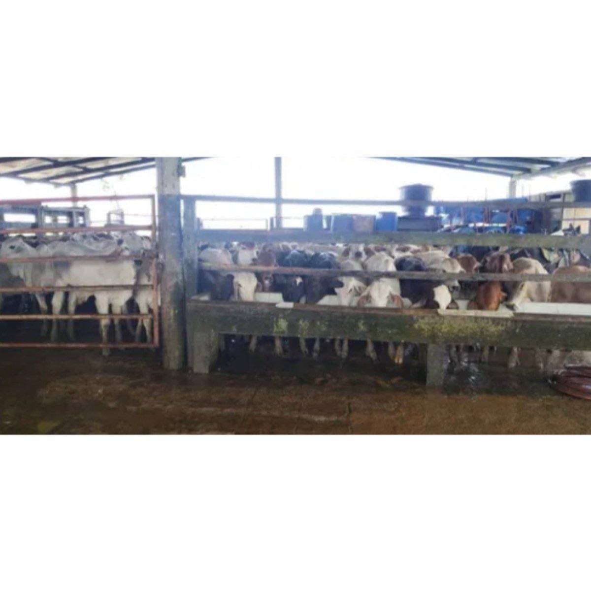 Se Vende Finca Ganadera Entre Albania Y Curillo