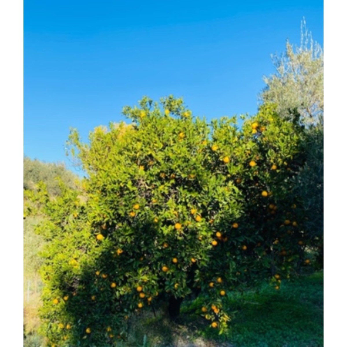 TERRENO EN VENTA LA CAMPIÑUELA
