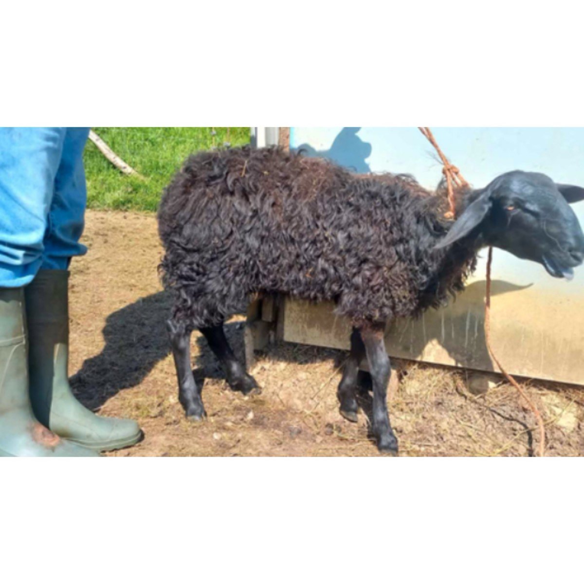 SE VENDE CORDERA