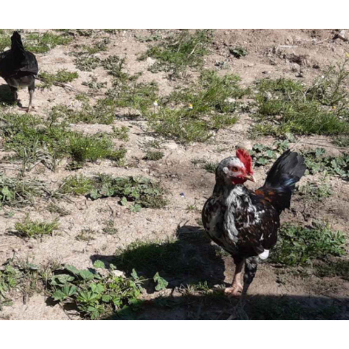 EN VENTA GALLINA FLOR DE ALMENDRO