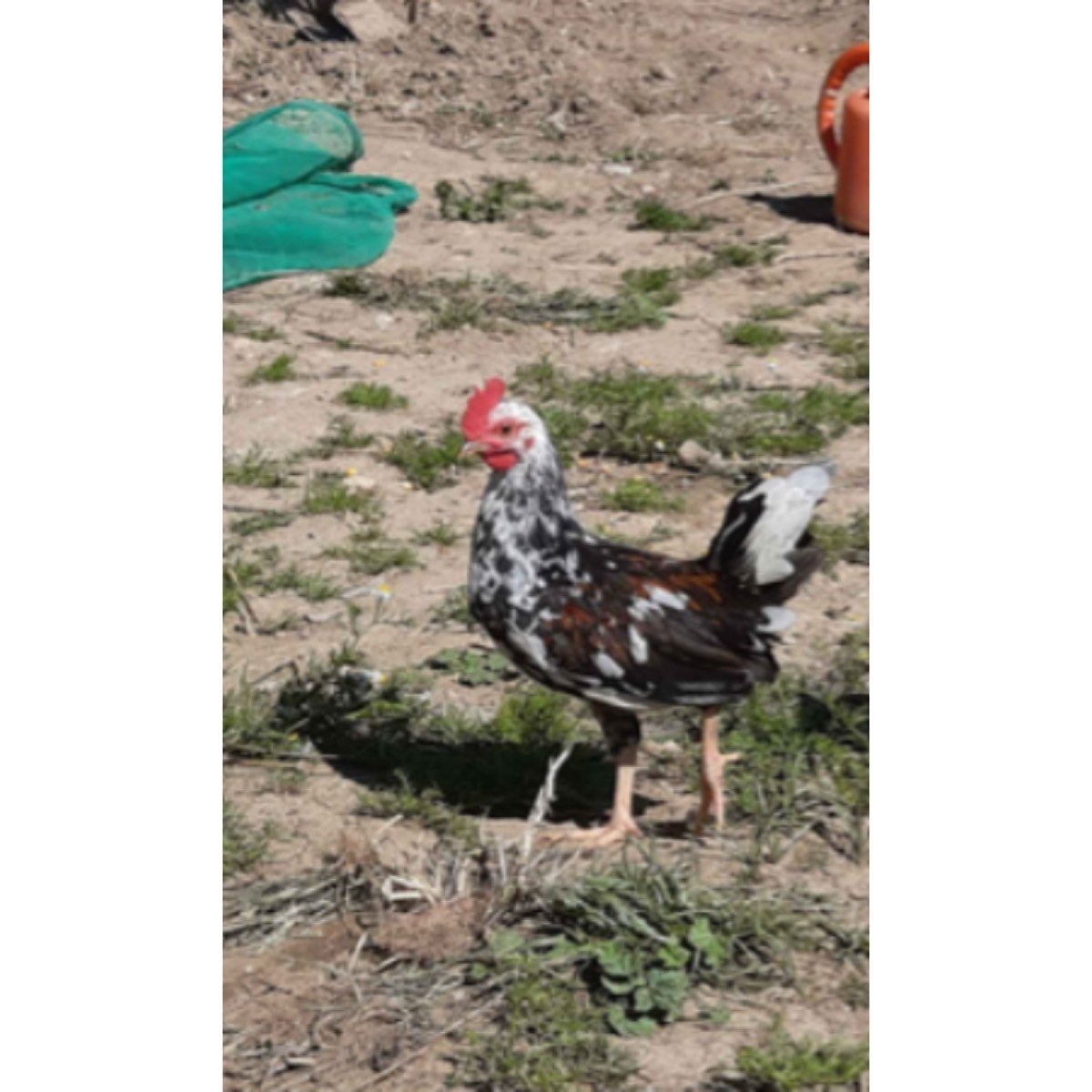 EN VENTA GALLINA FLOR DE ALMENDRO