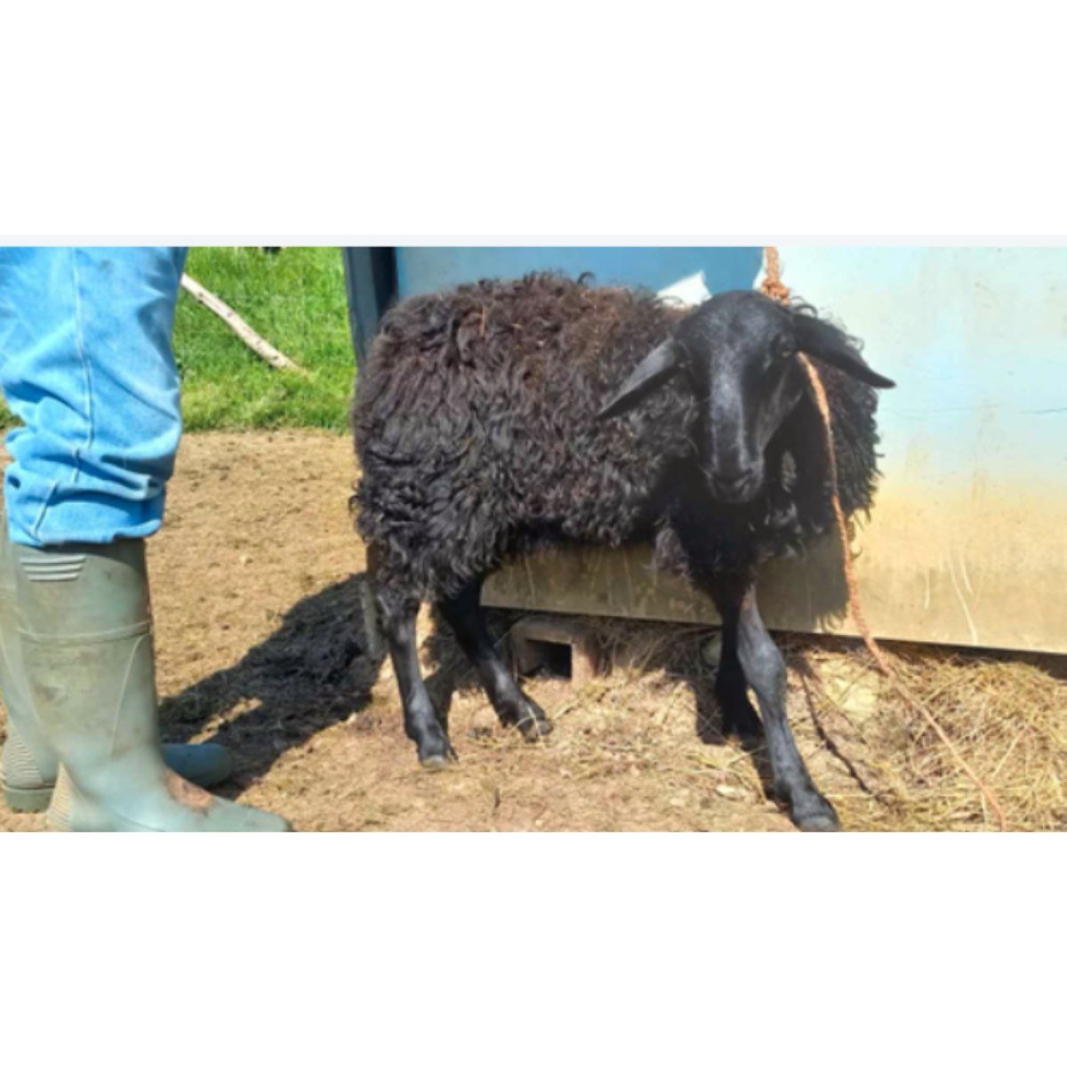 SE VENDE CORDERA