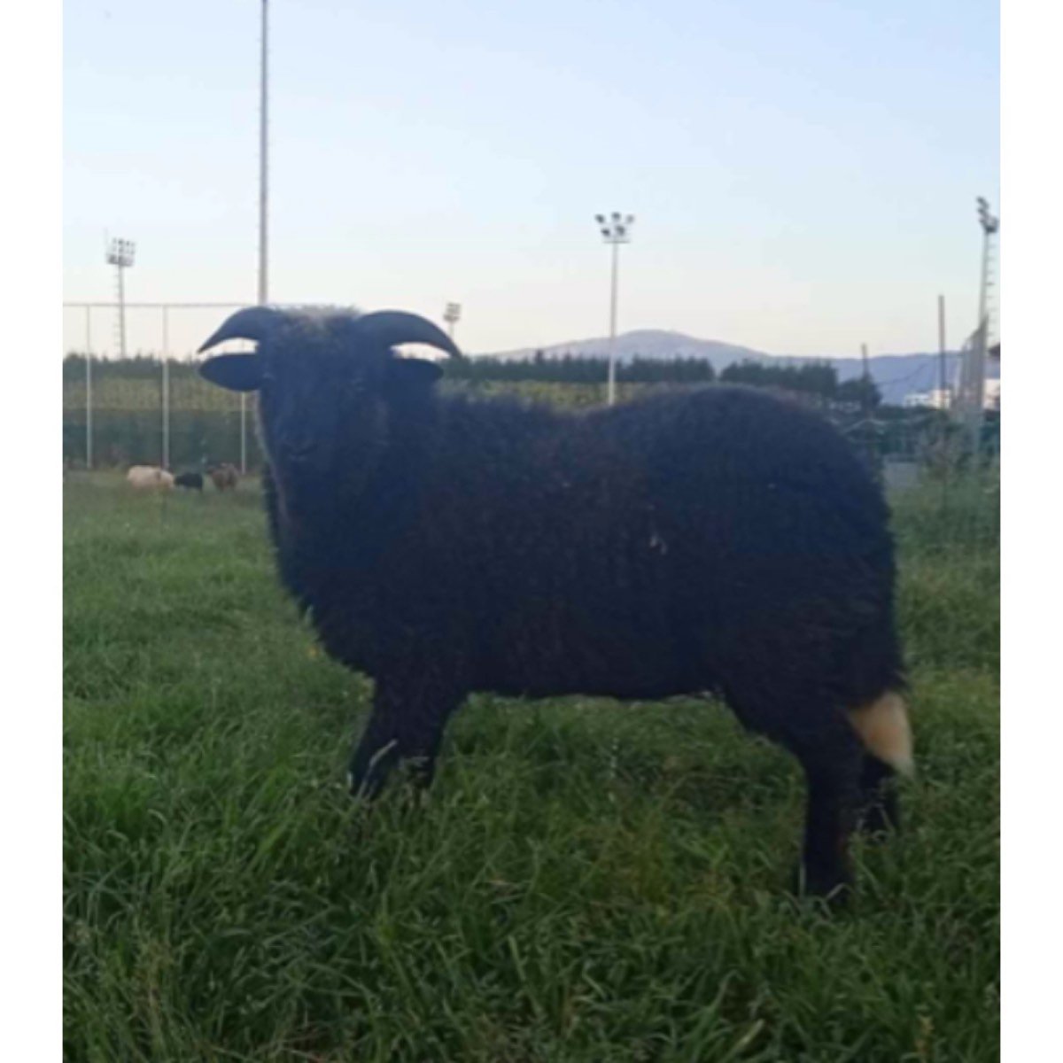 EN VENTA GALLINA FLOR DE ALMENDRO