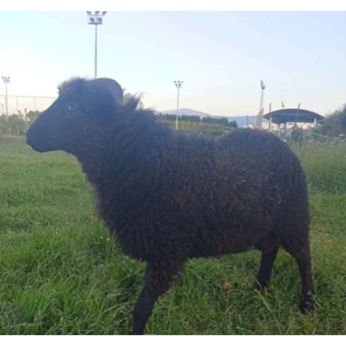 EN VENTA GALLINA FLOR DE ALMENDRO
