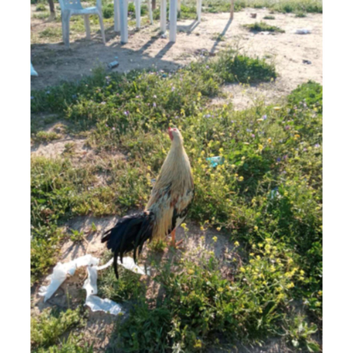 SE VENDEN CORDEROS XALDOS