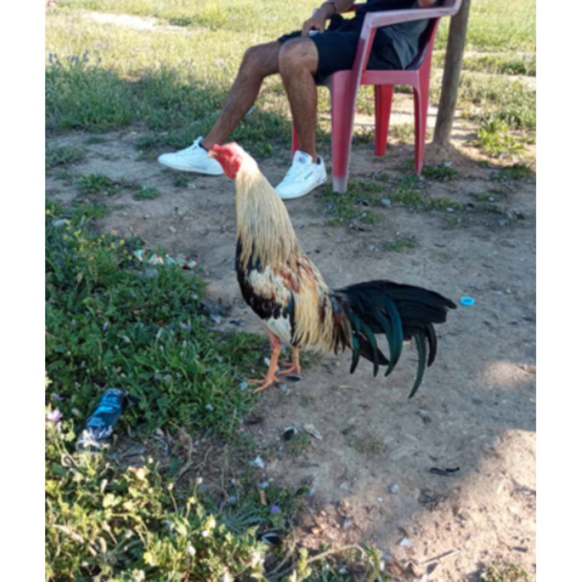GALLOS INGLE