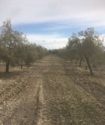 SE VENDE 3 ARA ZAFAS DE OLIVAR DE ESTACA
