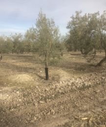 SE VENDE 3 ARA ZAFAS DE OLIVAR DE ESTACA