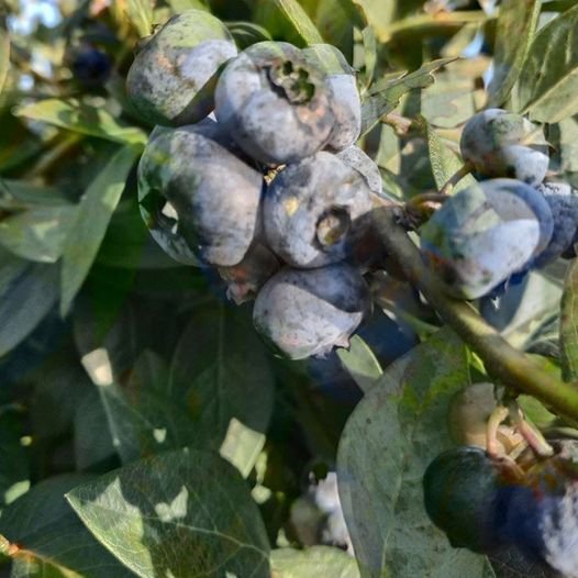 arandanos cerca