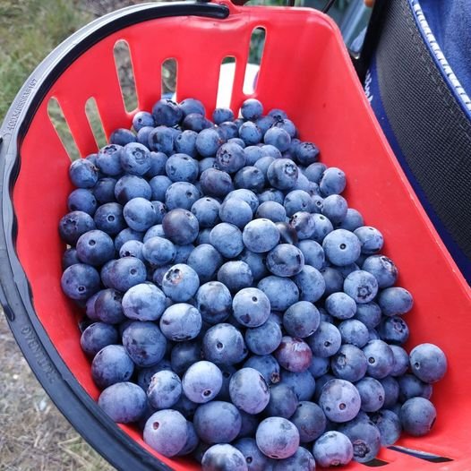 arandanos cesto