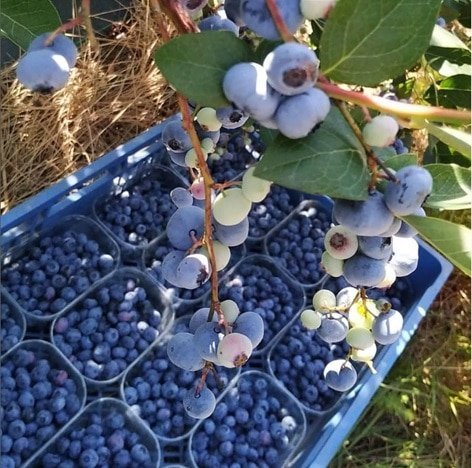 arandanos