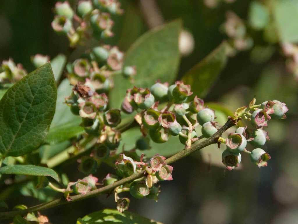 plantas-berries-1024x771