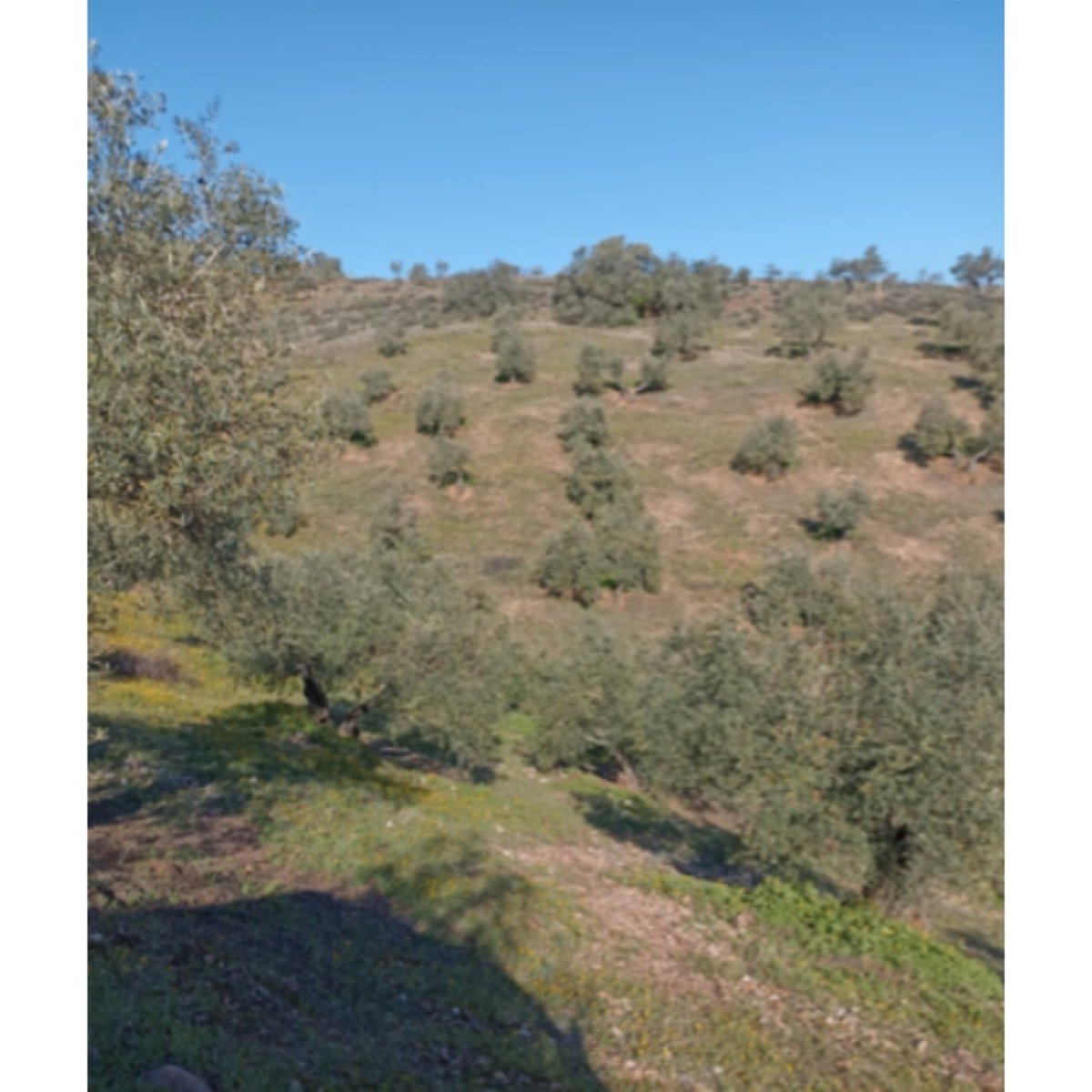 FINCA RUSTICA OLIVAR EN VENTA