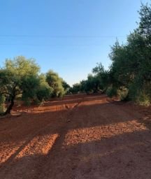 FINCA RUSTICA CARRETERA CONSTANTINA