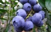 ARÁNDANOS CON CERTIFICACIÓN ECOLÓGICA