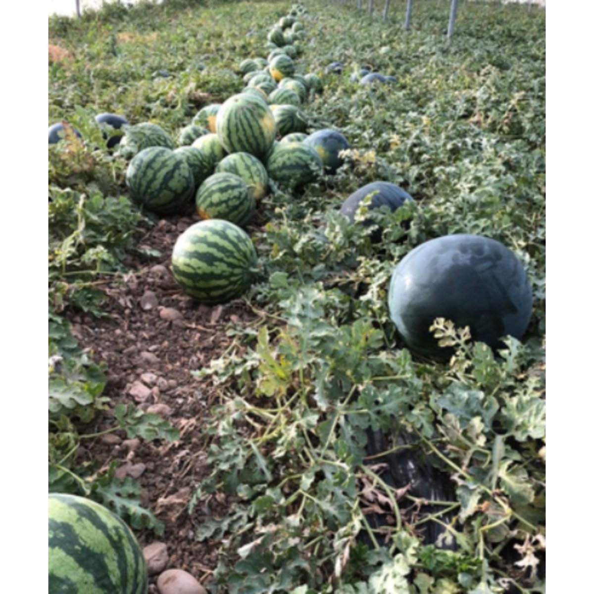 ALMACÉN DE FRUTA: SANDÍAS