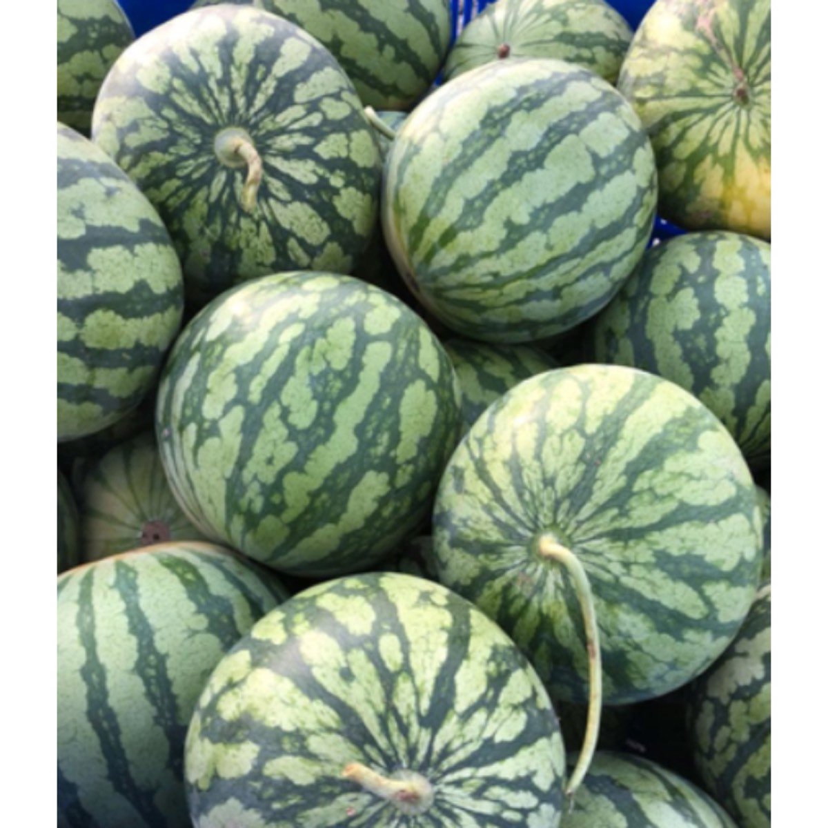 ALMACÉN DE FRUTA: SANDÍAS