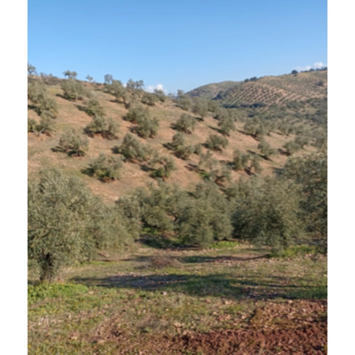 FINCA RUSTICA OLIVAR EN VENTA