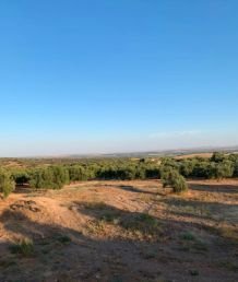 FINCA RUSTICA CARRETERA CONSTANTINA