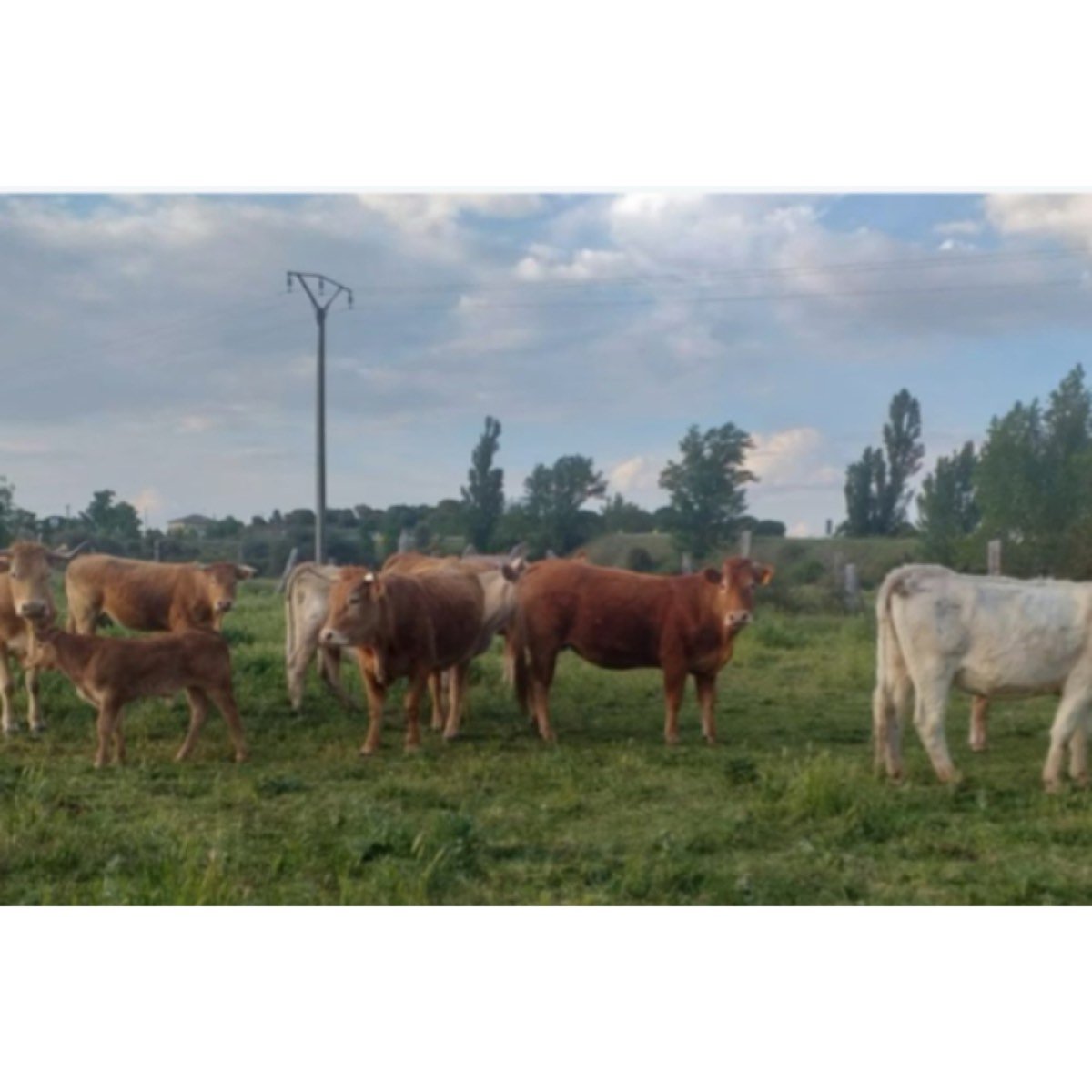 SE VENDEN NOVILLAS
