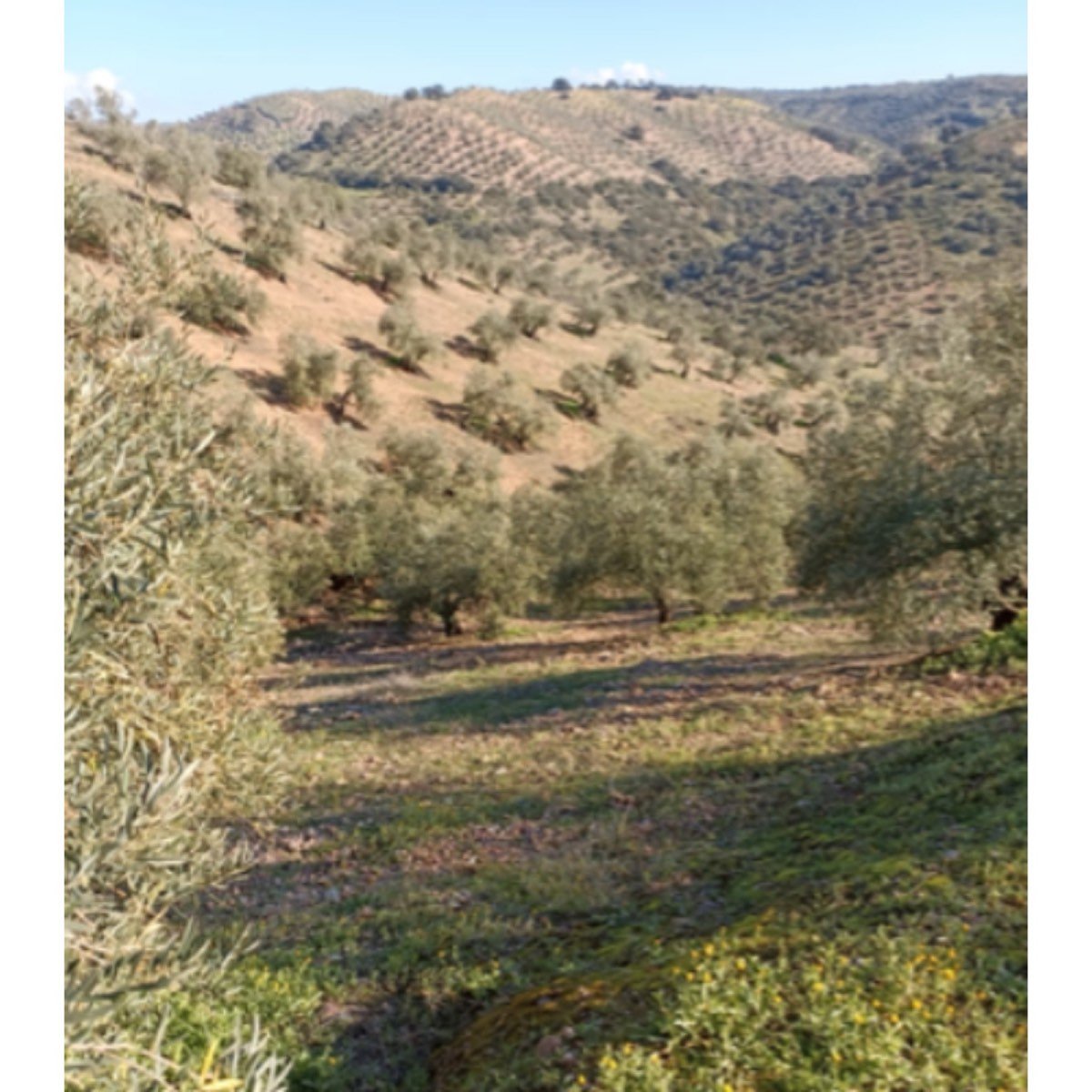 FINCA RUSTICA OLIVAR EN VENTA