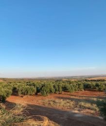 FINCA RUSTICA CARRETERA CONSTANTINA