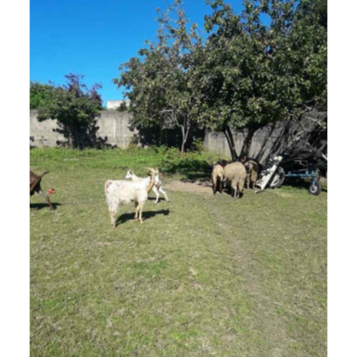 SE VENDE CABRA