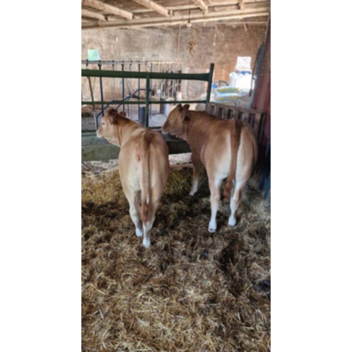SE VENDE NOVILLA. VACA
