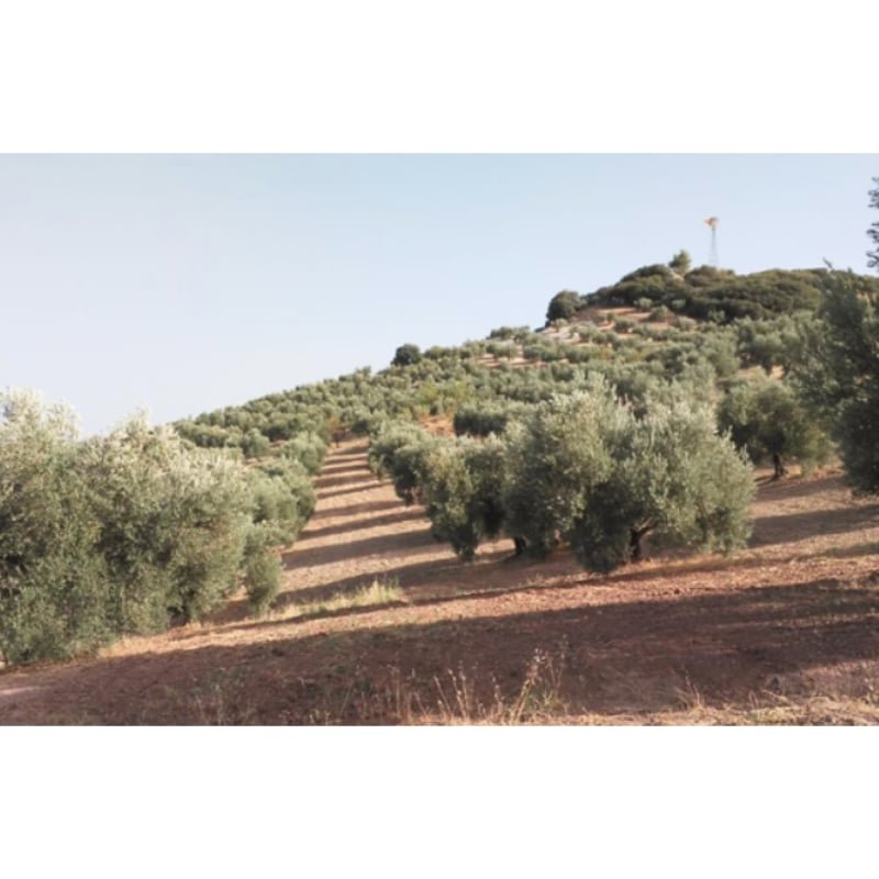 SE VENDE FINCA RÚSTICA DE OLIVAR