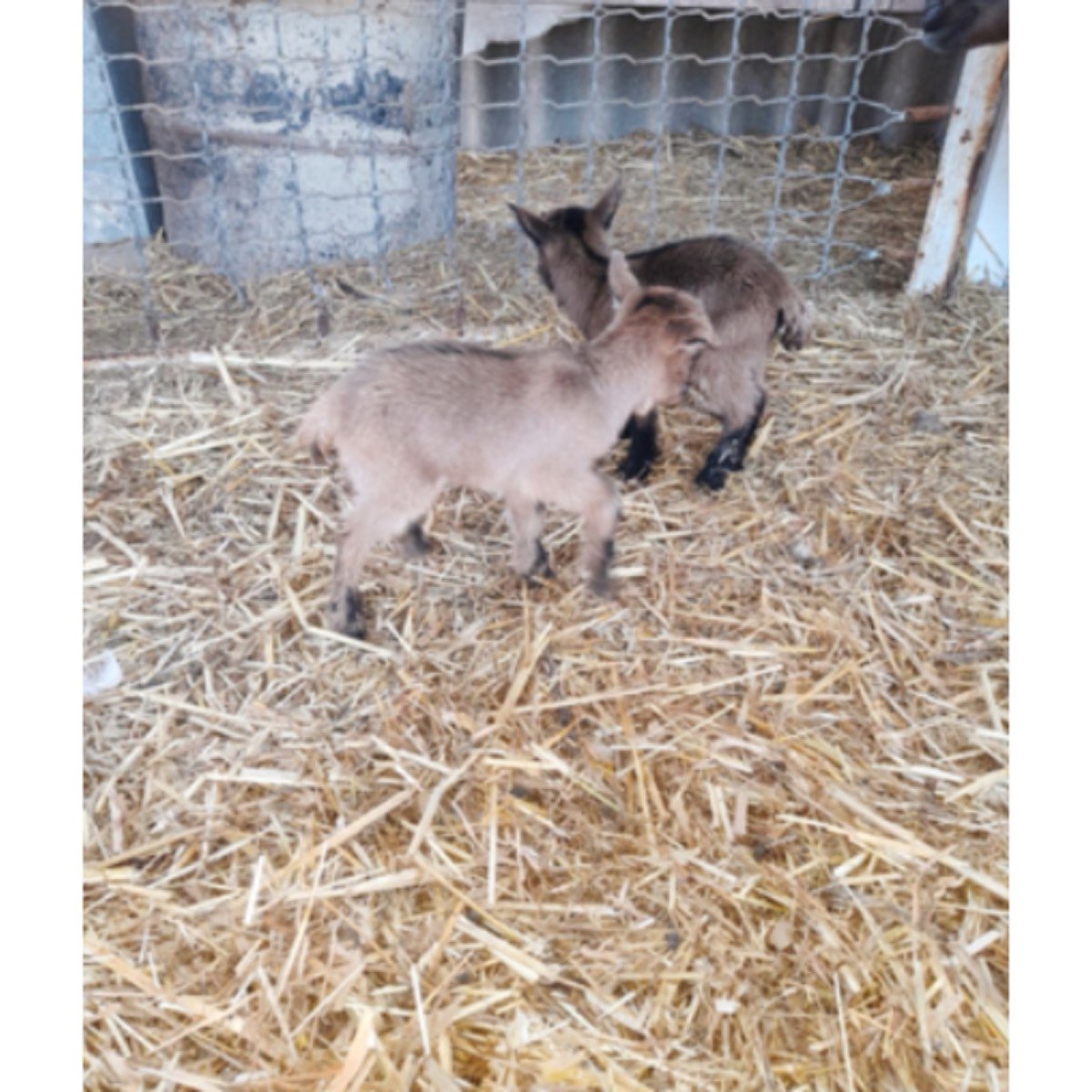 SE VENDE CABRAS ENANAS