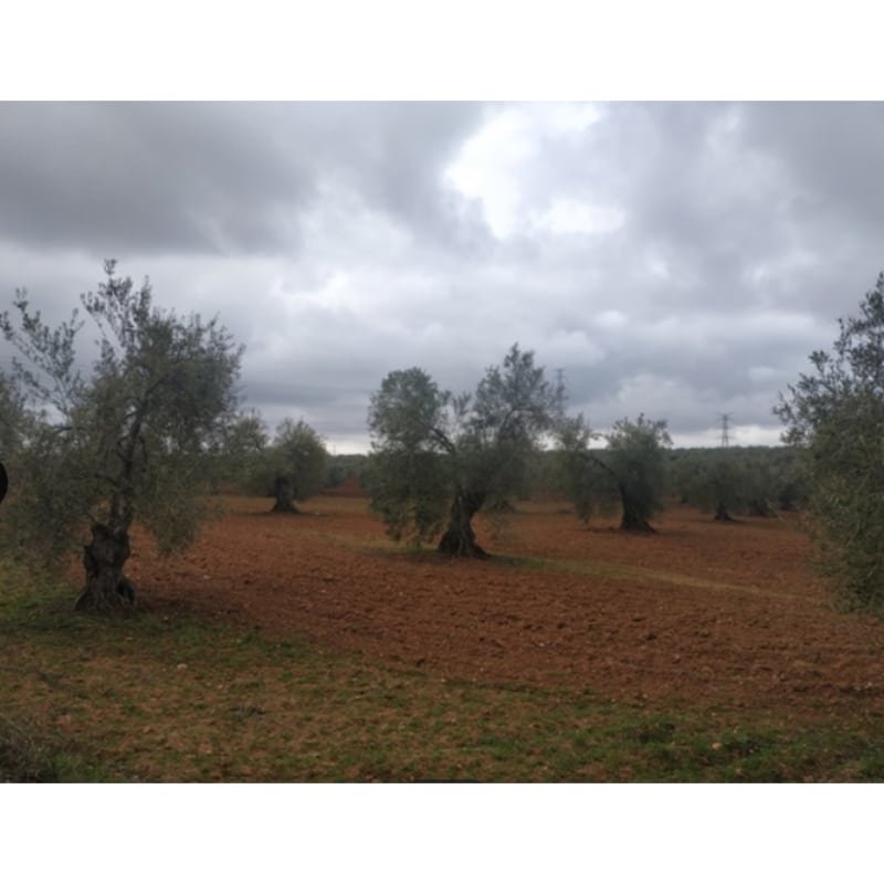 EN VENTA, PARCELA DE OLIVOS