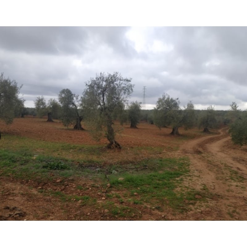 EN VENTA, PARCELA DE OLIVOS