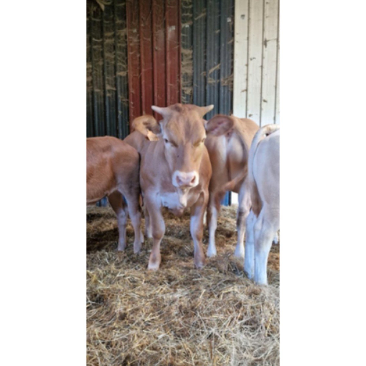 SE VENDE NOVILLA. VACA