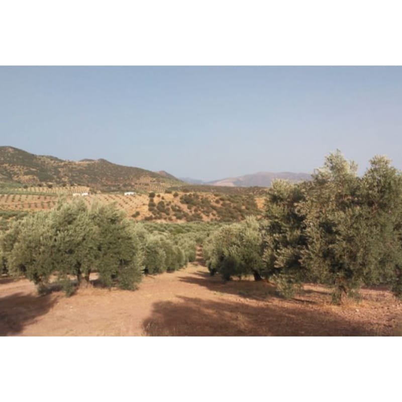SE VENDE FINCA RÚSTICA DE OLIVAR