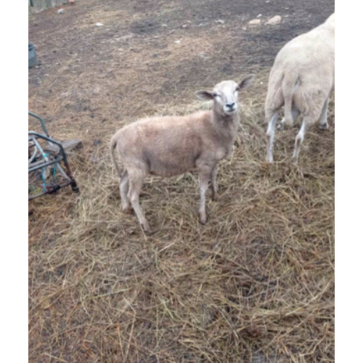 VENDO CORDERO