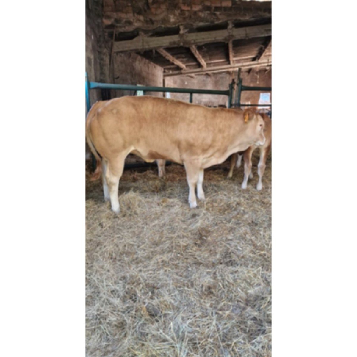 SE VENDE NOVILLA. VACA