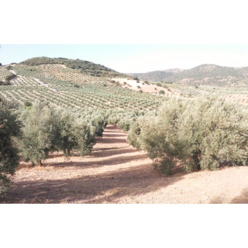SE VENDE FINCA RÚSTICA DE OLIVAR