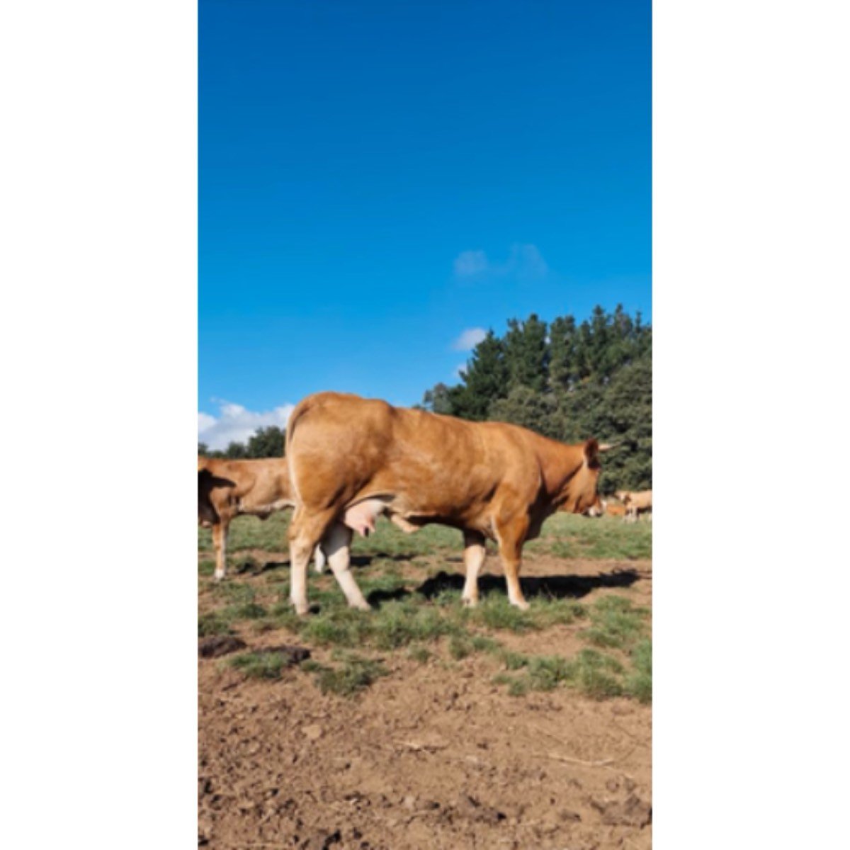 SE VENDE NOVILLA. VACA