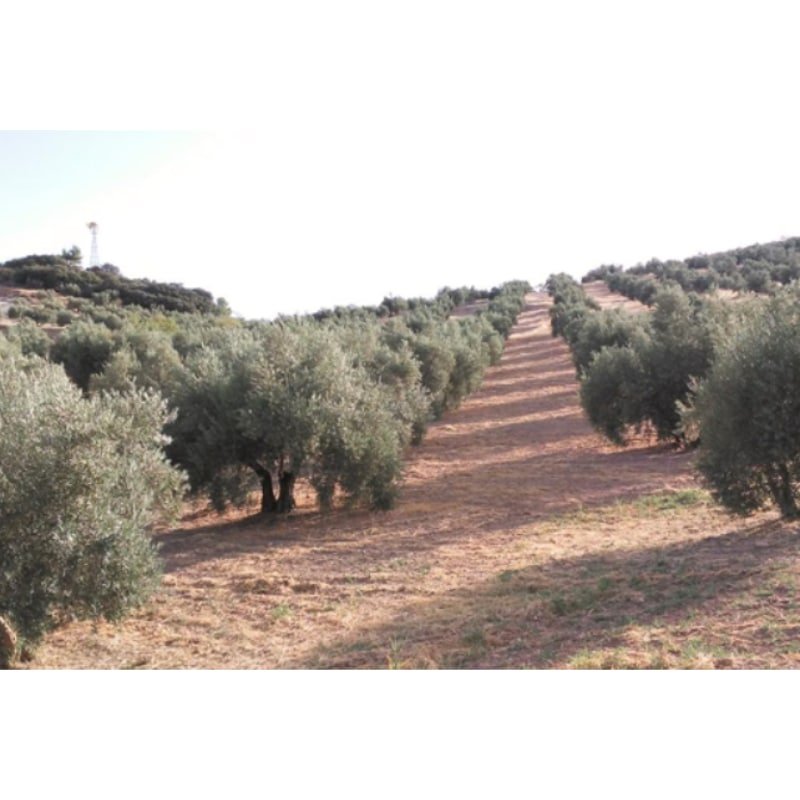 SE VENDE FINCA RÚSTICA DE OLIVAR