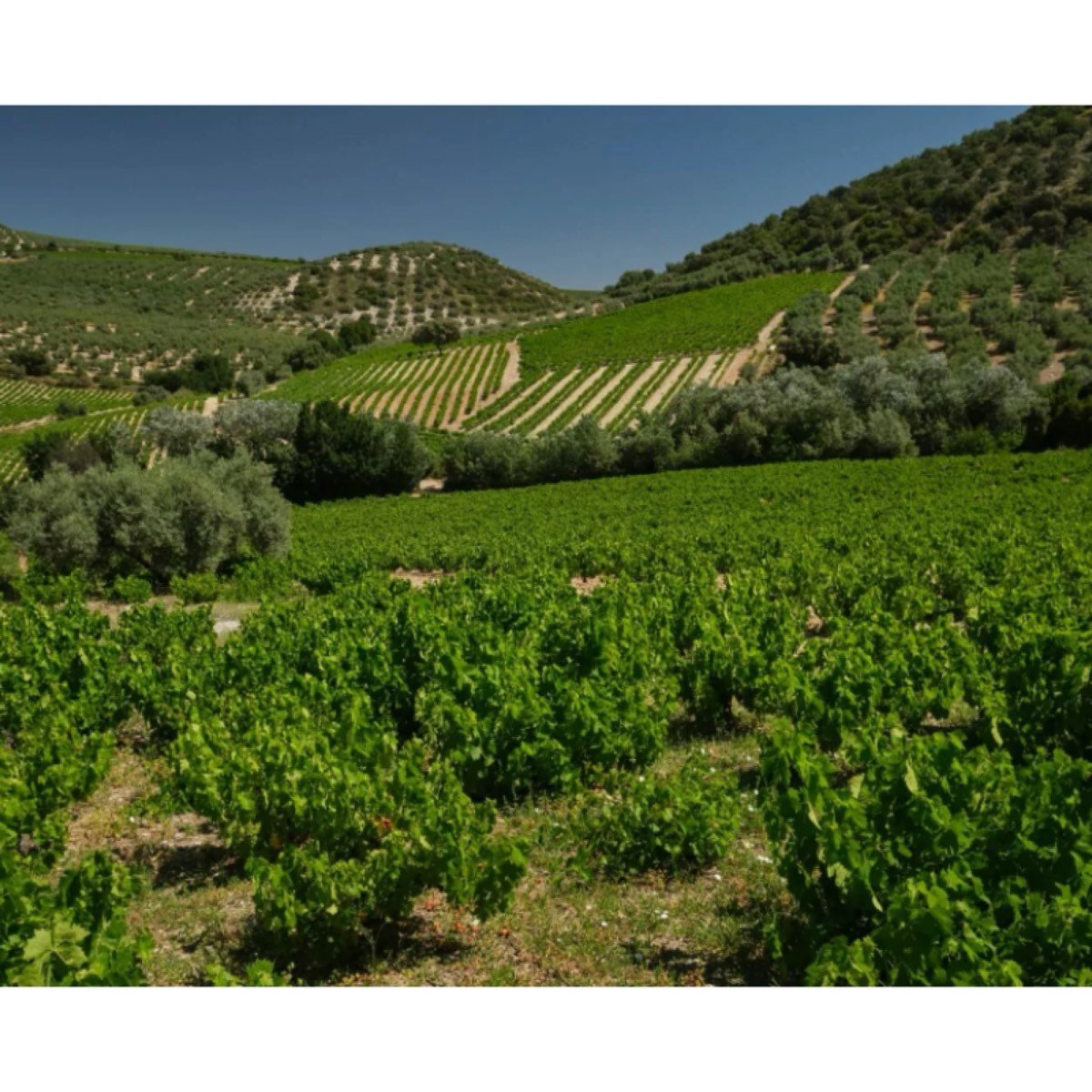 Llano del Espinar