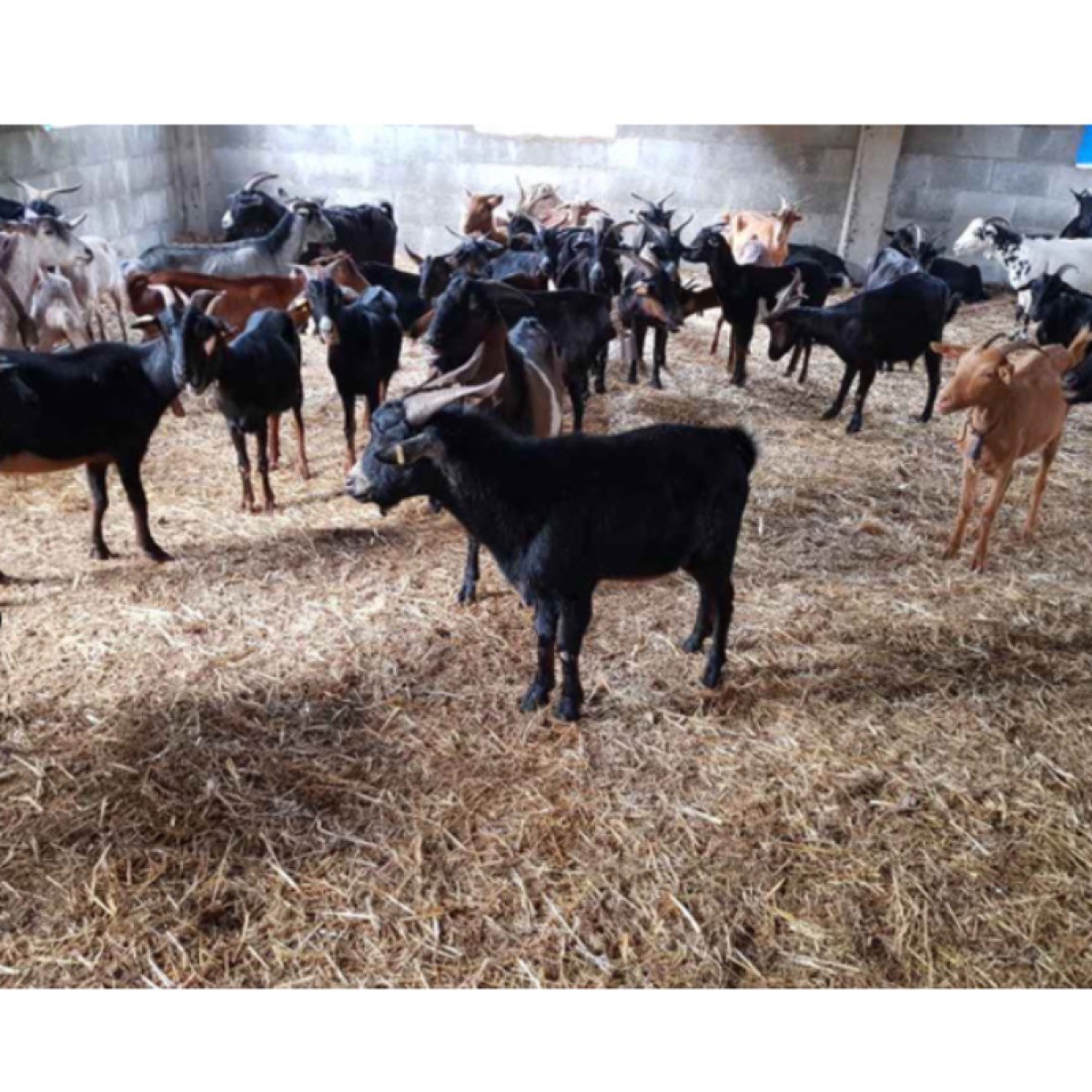SE VENDEN CABRAS ECONÓMICAS