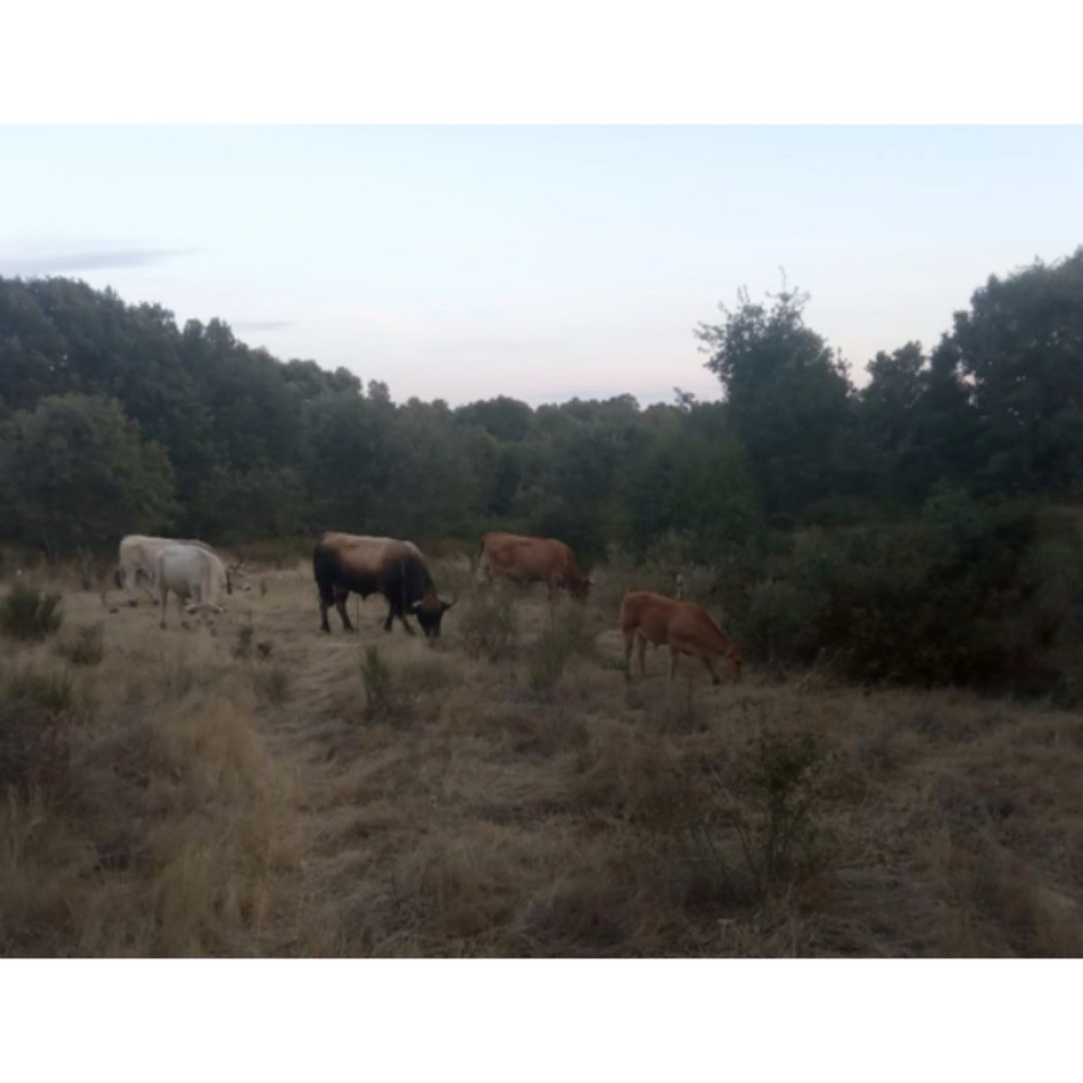 FINCA SECANO 42 H. REGADÍO 4,5 H.