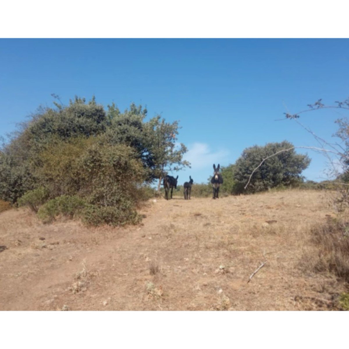 FINCA SECANO 42 H. REGADÍO 4,5 H.