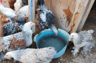 GALLINA BRAHMA