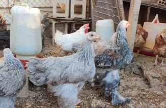 GALLINA BRAHMA
