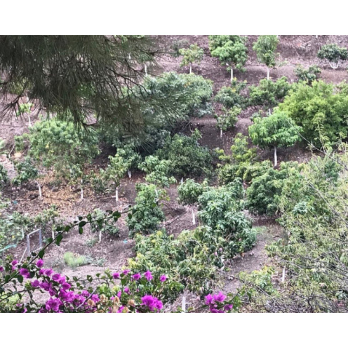 SE VENDE HOTEL RURAL EN VELÉZ MÁLAGA