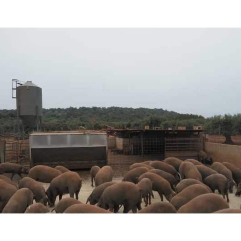 SE VENDE GRANJA DE CERDOS