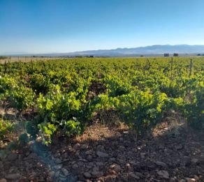 SE VENDE VIÑEDO