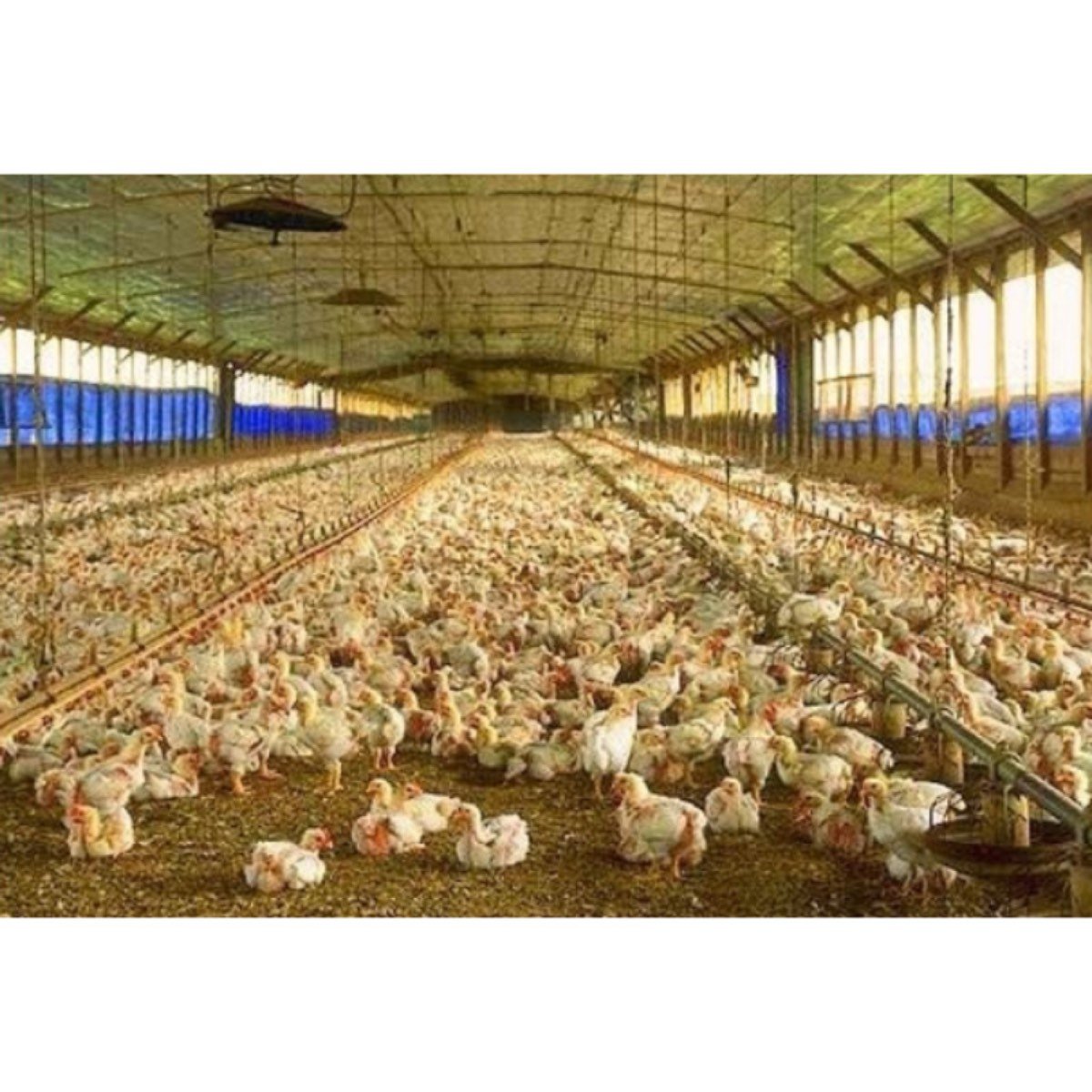 SE VENDE GRANJA AVÍCOLA