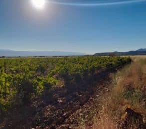 SE VENDE VIÑEDO